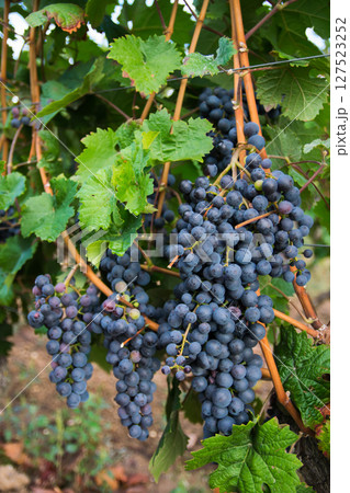 Vineyards in autumn harvest. Large bunches of red wine grapes in sunny day. Nature background. 127523252