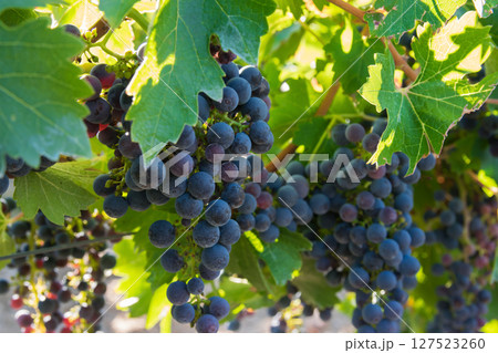 Vineyards in autumn harvest. Big bunches of dark wine grapes. Nature background. 127523260