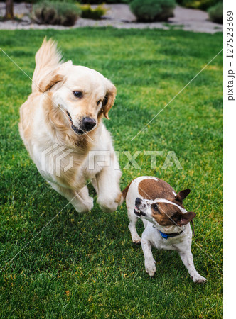 Energetic Golden Retriever and small Jack Russell Terrier playing together on green grass in a backyard garden Energetic Golden Retriever and small Jack Russell Terrier playing together on green grass in a backyard garden 127523369
