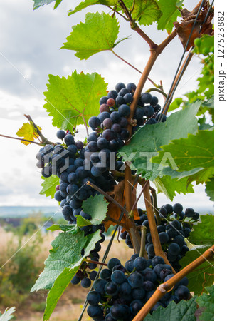 Vineyards in autumn harvest. Large bunches of red wine grapes. 127523882