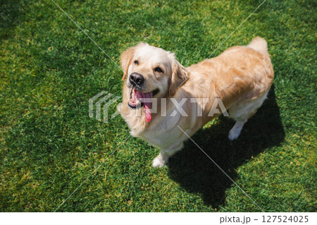 Happy Golden Retriever standing on green grass with tongue hanging out on a sunny day 127524025