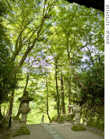 香嵐渓の青紅葉 127524116