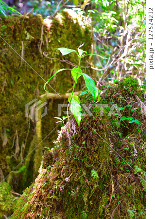 切り株更新 屋久島 切り株更新 屋久島 127524212