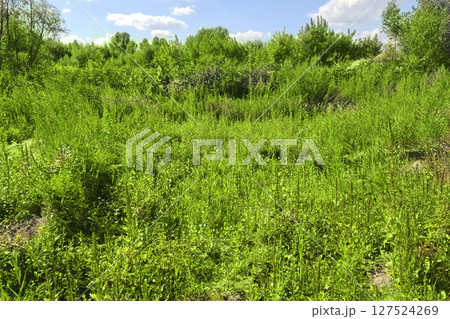 Summer landscape of green meadow and blue sky. Summer landscape of green meadow and blue sky. 127524269