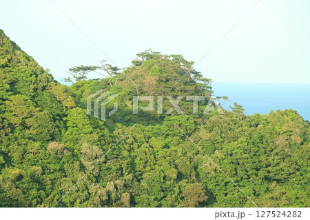 やんばるの夏　沖縄県国頭村 127524282