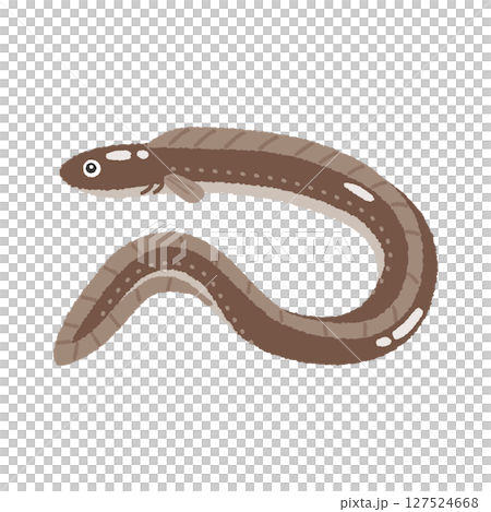 あなご あなご 127524668