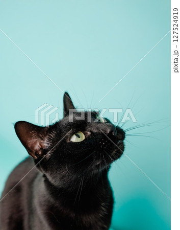Black cat looking up on turquoise background Black cat looking up on turquoise background 127524919