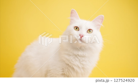 White turkish angora cat posing on yellow background 127524920