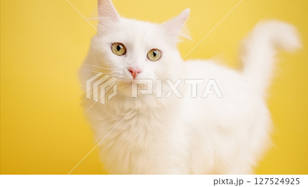 White turkish angora cat posing on yellow background 127524925