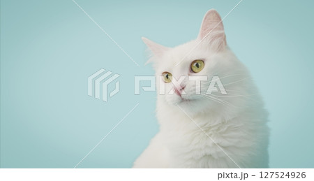 Turkish angora cat posing on light blue background 127524926