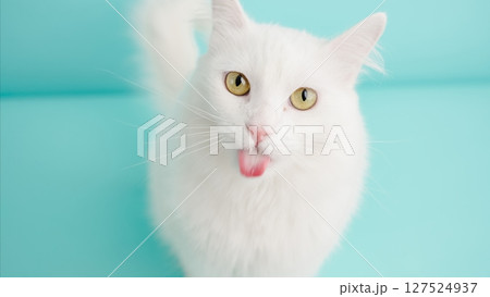 White turkish angora cat sticking out tongue on turquoise background 127524937
