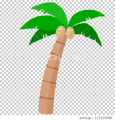 結果實的椰子樹 結果實的椰子樹 127525090