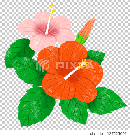 Red and pink hibiscus 127525091