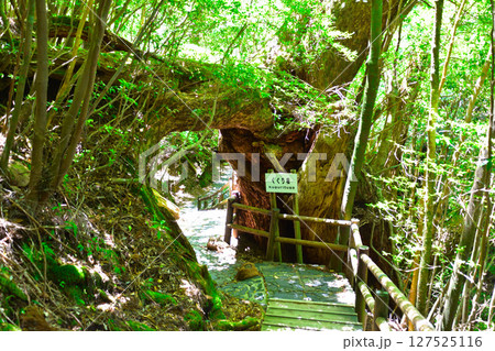 屋久島　くぐり栂 127525116