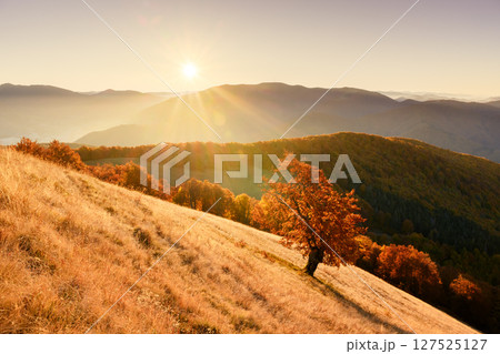 Beech tree stands alone in golden sunlight against vibrant red forest Beech tree stands alone in golden sunlight against vibrant red forest 127525127