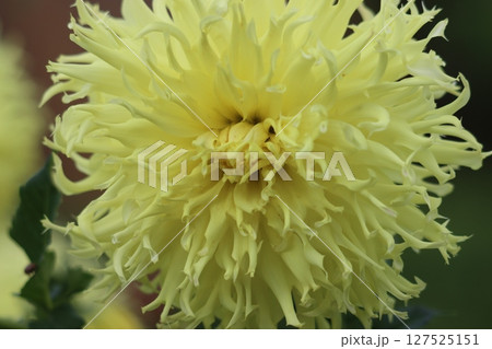 艶やかなイメージを持つダリアの花ー六 127525151