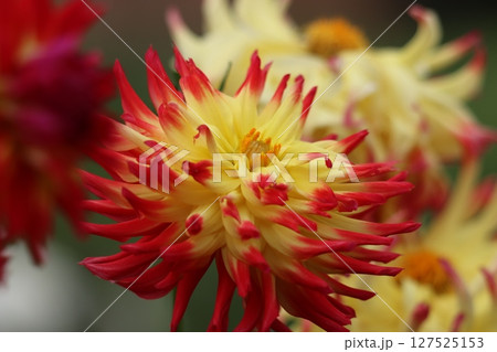 艶やかなイメージを持つダリアの花ー八 127525153