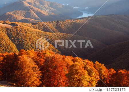 Red beech woods burn with color in the light of sunset Red beech woods burn with color in the light of sunset 127525175