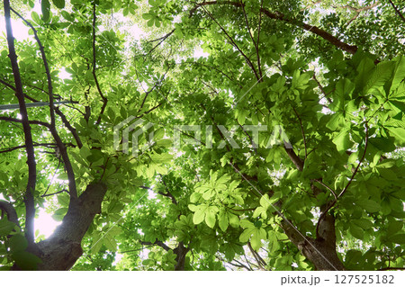 新緑の季節の樹木を見上げる 127525182