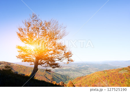 Setting sun glows through lonely beech tree 127525190