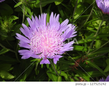 初夏から夏にかけて咲く宿根草「ストケシア」 127525242