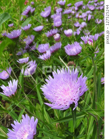初夏から夏にかけて咲く宿根草「ストケシア」 127525244