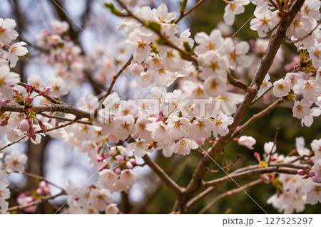 abstract cherry blossom, Soft focus, Background 127525297