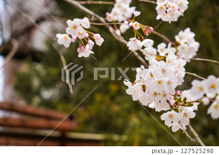 abstract cherry blossom, Soft focus, Background abstract cherry blossom, Soft focus, Background 127525298