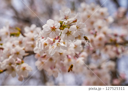 The bee flies near a flowering white flower. 127525311