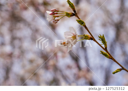 The bee flies near a flowering white flower. The bee flies near a flowering white flower. 127525312