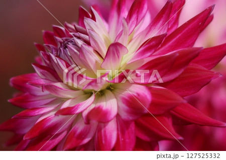 艶やかなイメージを持つダリアの花 127525332