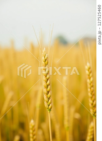 The tall stalks of golden wheat rise majestically in a vibrant field, each ear shimmering softly in the summer breeze as the sun shines cheerfully overhead Generative AI The tall stalks of golden wheat rise majestically in a vibrant field, each ear shimmering softly in the summer breeze as the sun shines cheerfully overhead Generative AI 127525460