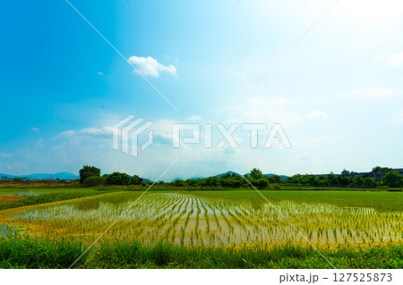 A large area of rice seedlings growing in the fields of Korea. 127525873