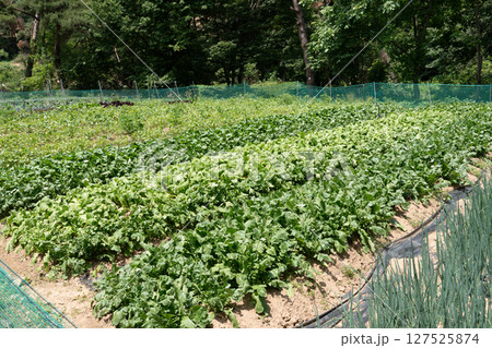 A large vegetable garden in a village in South Korea 127525874