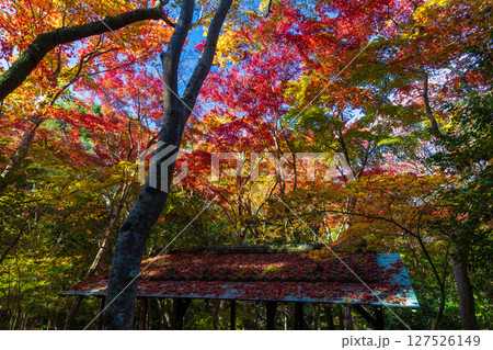 秋の兵庫県神戸市　紅葉の有馬温泉　瑞宝寺公園 127526149