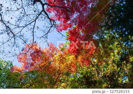 秋の兵庫県神戸市　紅葉の有馬温泉　瑞宝寺公園 127526155