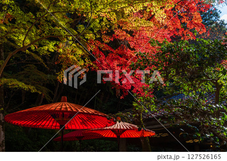 秋の兵庫県神戸市　紅葉の有馬温泉　瑞宝寺公園 127526165
