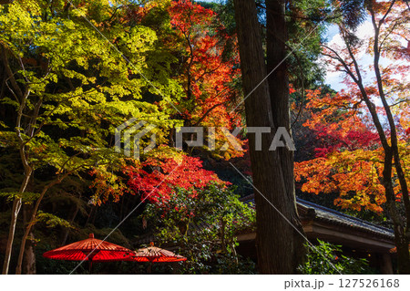 秋の兵庫県神戸市　紅葉の有馬温泉　瑞宝寺公園 127526168