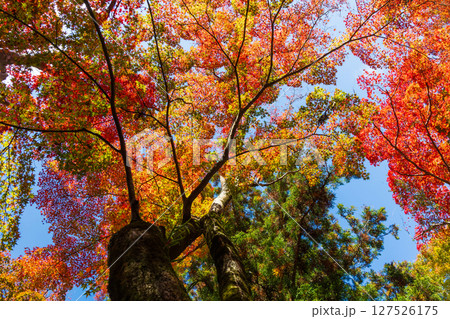 秋の兵庫県神戸市　紅葉の有馬温泉　瑞宝寺公園 127526175