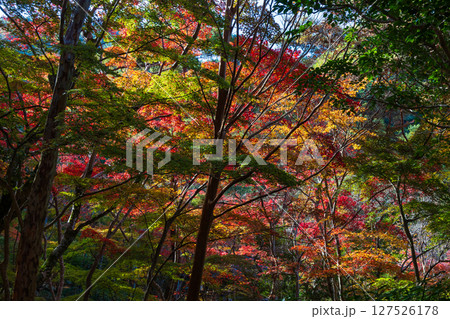 秋の兵庫県神戸市　紅葉の有馬温泉　瑞宝寺公園 127526178