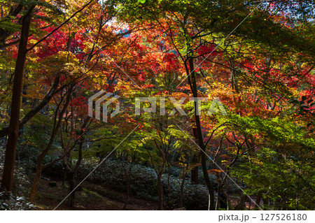 秋の兵庫県神戸市 紅葉の有馬温泉 瑞宝寺公園 秋の兵庫県神戸市 紅葉の有馬温泉 瑞宝寺公園 127526180