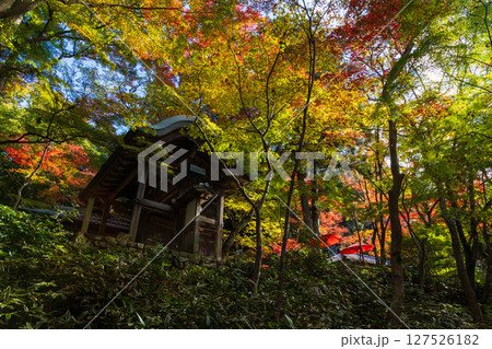秋の兵庫県神戸市 紅葉の有馬温泉 瑞宝寺公園 秋の兵庫県神戸市 紅葉の有馬温泉 瑞宝寺公園 127526182