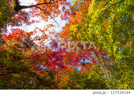 秋の兵庫県神戸市　紅葉の有馬温泉　瑞宝寺公園 127526184