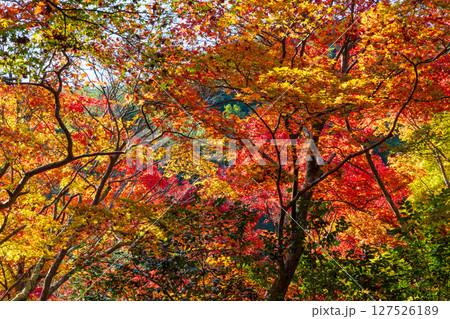 秋の兵庫県神戸市　紅葉の有馬温泉　瑞宝寺公園 127526189