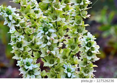 御坂山地の三ツ峠山　ユリ科　バイケイソウ 127526236