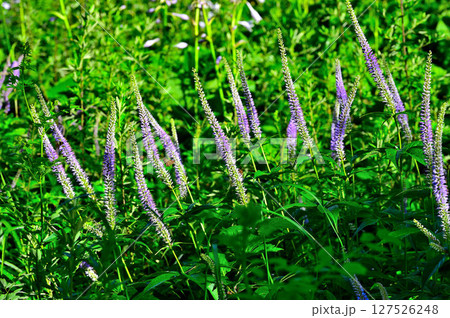 御坂山地の木無山　オオバコ科　クガイソウ 127526248