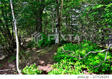 夏の御坂山地　茶臼山の山頂 127526263