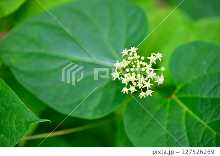 御坂山地の三ツ峠山 ガガイモ科イケマ 御坂山地の三ツ峠山 ガガイモ科イケマ 127526269