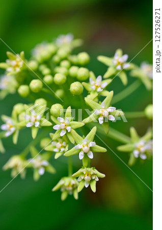 御坂山地の三ツ峠山 ガガイモ科イケマ 御坂山地の三ツ峠山 ガガイモ科イケマ 127526271