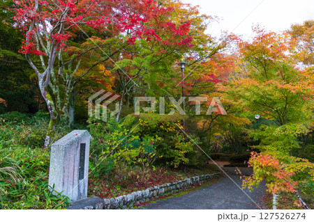 秋の兵庫県神戸市　紅葉の有馬温泉　瑞宝寺公園 127526274